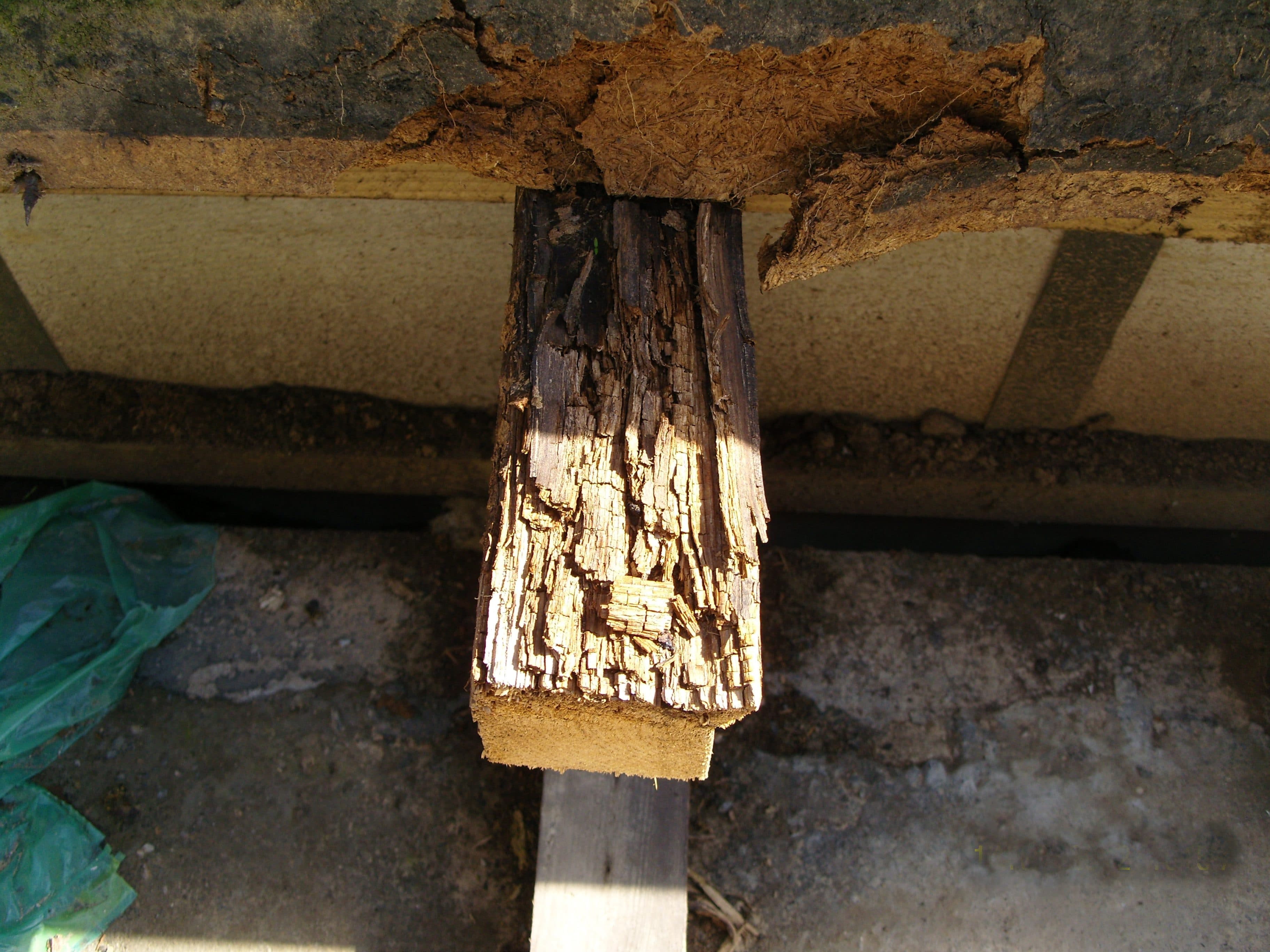 Zerstörtes Holz in fehlerhaftem Flachdachaufbau